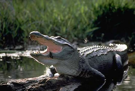 Whoa! This alligator is not shy anymore!