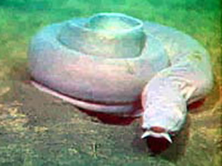 Picture of the inshore hagfish