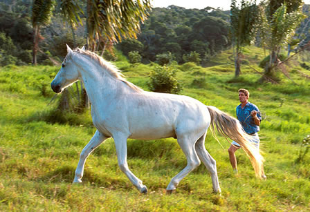 Beautiful white horse on the field