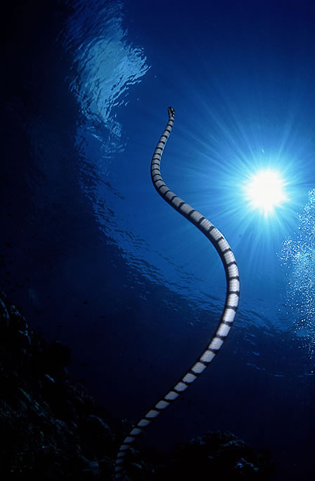 The sea snake swimming upwards