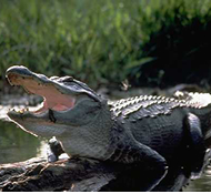 Live Alligator