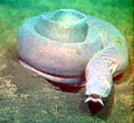 The inshore hagfish (eel)
